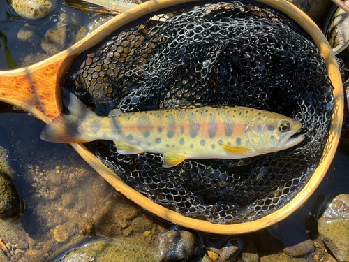 ヤマメの釣果