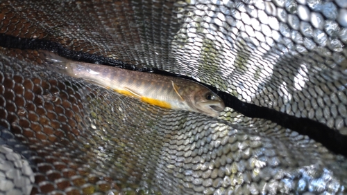 ニッコウイワナの釣果