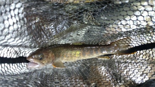 ニッコウイワナの釣果