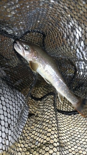 ニッコウイワナの釣果