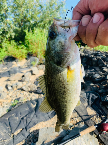 ラージマウスバスの釣果