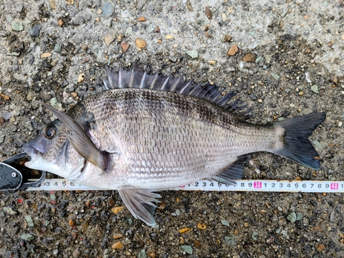 クロダイの釣果