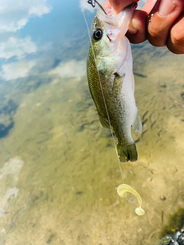 ラージマウスバスの釣果