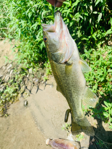 ラージマウスバスの釣果