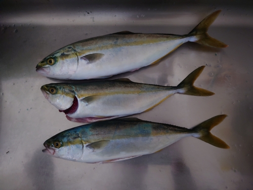 ワカシの釣果