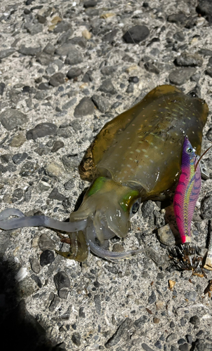 アオリイカの釣果