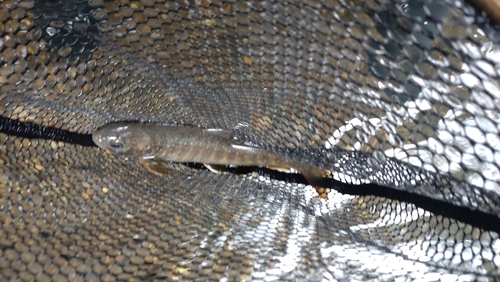 ニッコウイワナの釣果