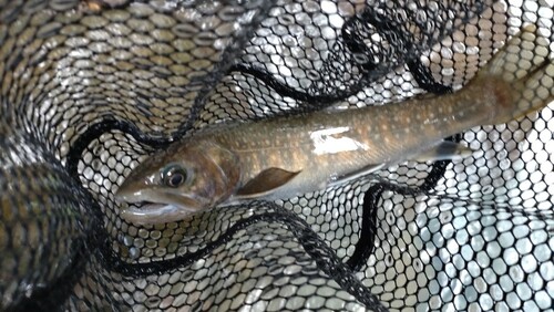 ニッコウイワナの釣果