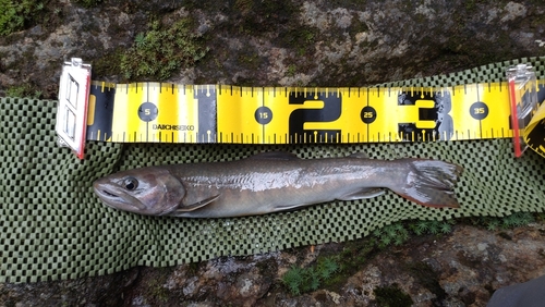 ニッコウイワナの釣果