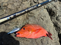 ヒメフエダイの釣果