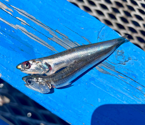 カタクチイワシの釣果