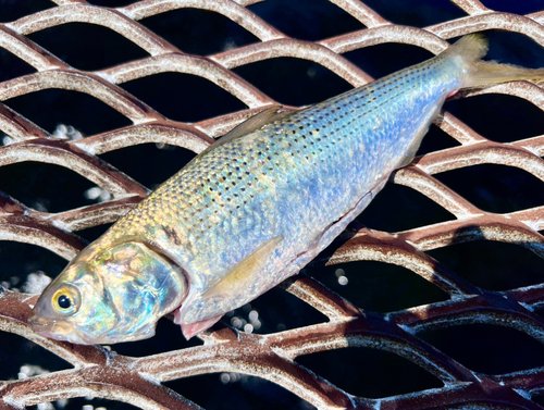 コノシロの釣果