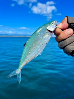 イケカツオの釣果