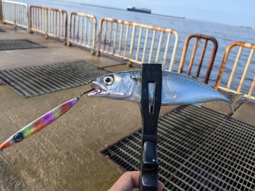 サバの釣果