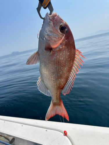 マダイの釣果