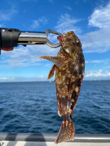 アラカブの釣果