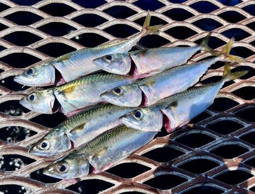 サバの釣果