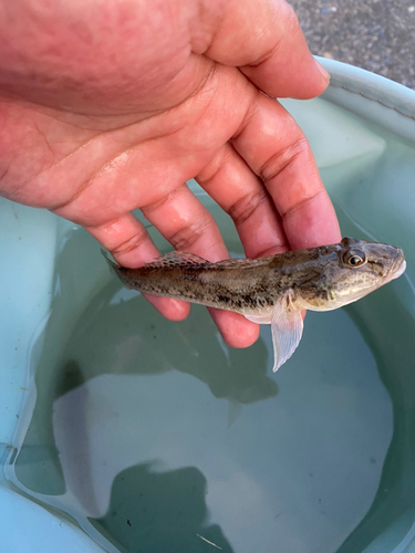 ハゼの釣果