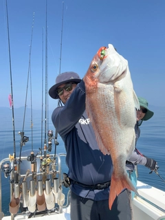 マダイの釣果