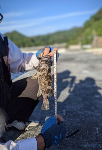 クロソイの釣果