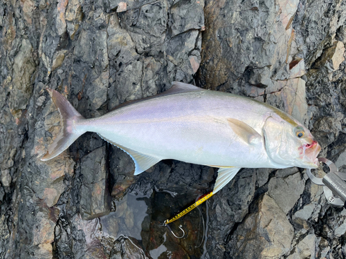 ネイリの釣果