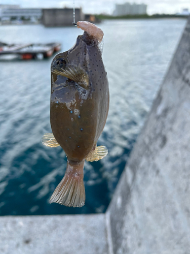 釣果