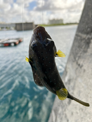 釣果