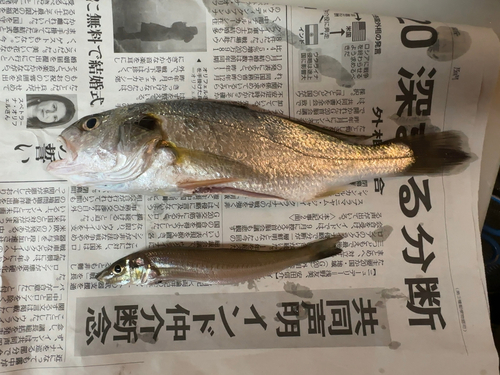 イシモチの釣果