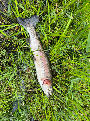 ニジマスの釣果