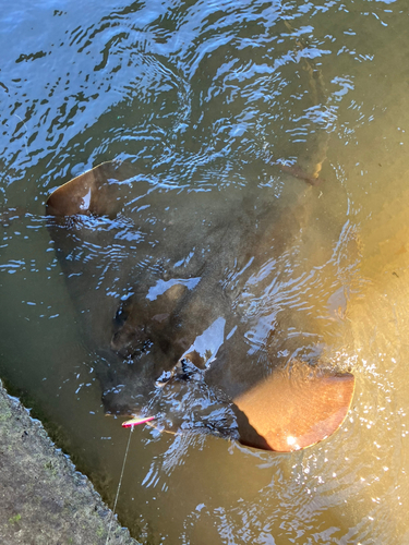 エイの釣果