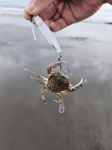 カニの釣果