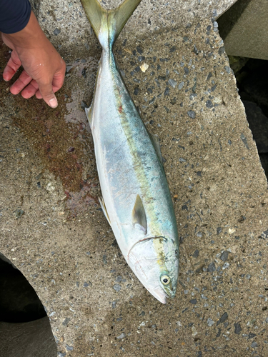 イナダの釣果