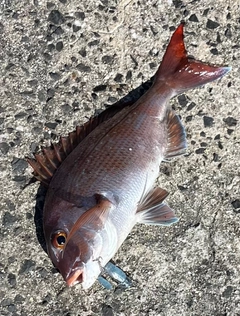 タイの釣果