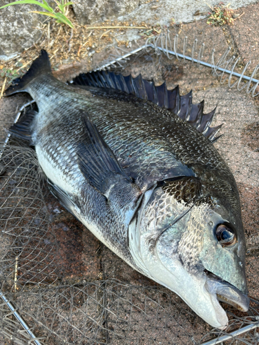 チヌの釣果