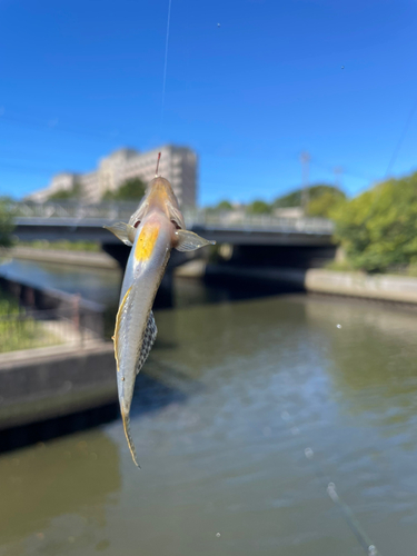 ハゼの釣果