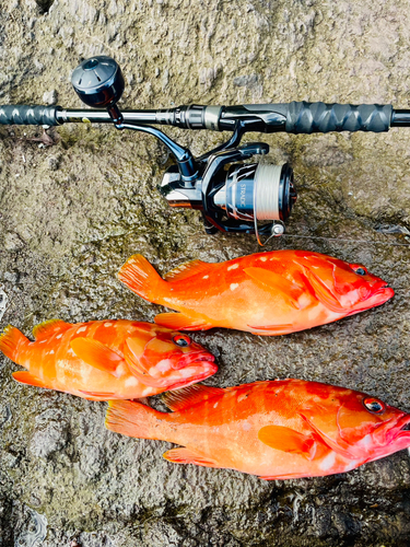 アカハタの釣果