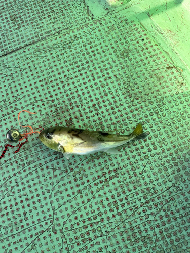 シロサバフグの釣果