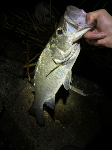 ヒラスズキの釣果