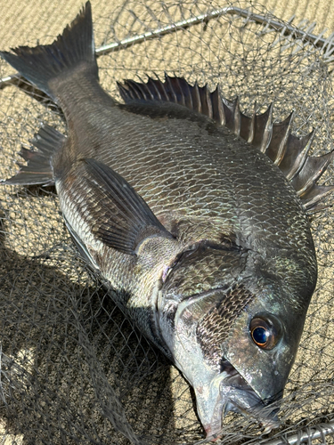 チヌの釣果