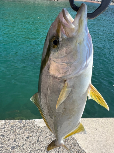 ショゴの釣果