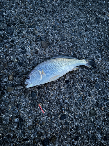 イシモチの釣果