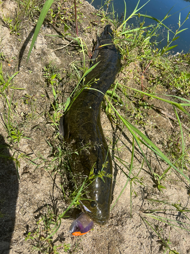 ライギョの釣果