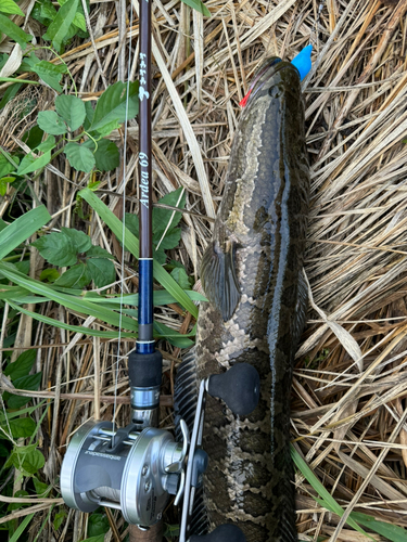 ライギョの釣果