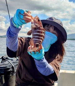 マハタの釣果