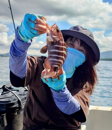 マハタの釣果