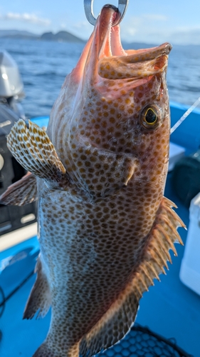 オオモンハタの釣果