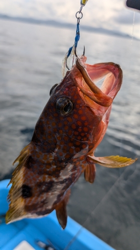 アコウの釣果