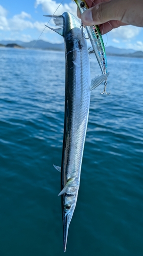 ダツの釣果