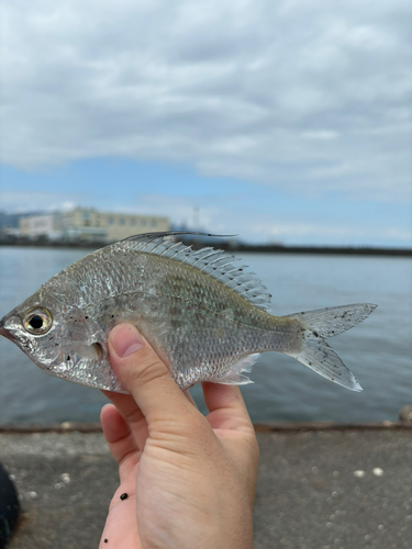 釣果