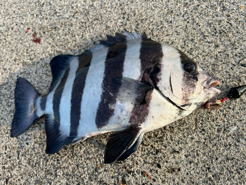 イシダイの釣果